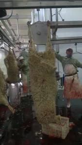 Lamb Slaughter House Machine for Halal Sheep Goat Abattoir