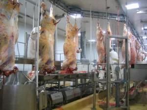 Halal Ritual Cattle Stunning Slaughtering Box Cow Killing Machine