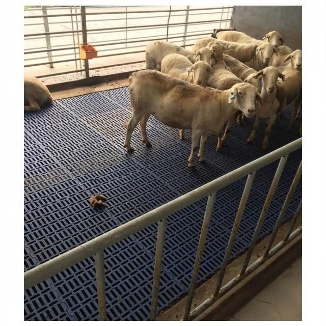 Goat Farm Plastic Slatted Flooring for Poultry Plastic Floor Slat for Pig Farm