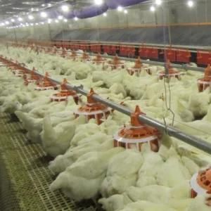 Automatic Broiler Poultry Control Shed Equipment From Qingdao, China
