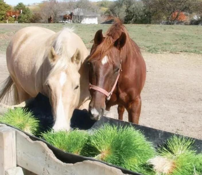 PVC Fodder Tray System for Horse Grass Livestock