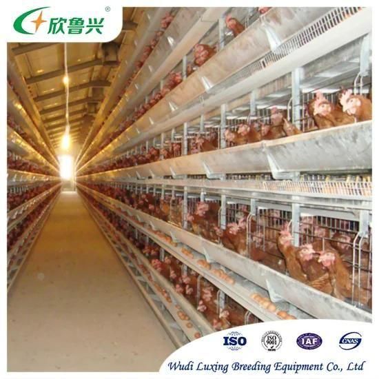 Automatic Poultry Breeding Equipments 192birds H Type Chicken Battery Cages for Laying ...