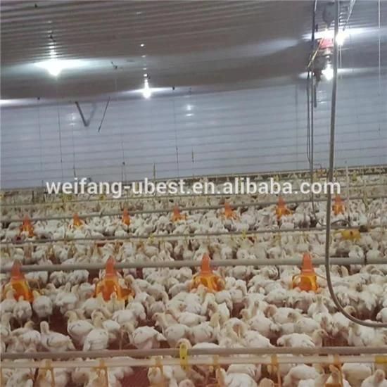 Large Scale Fully Automatic Controlled Poultry Chicken Farm for Broiler