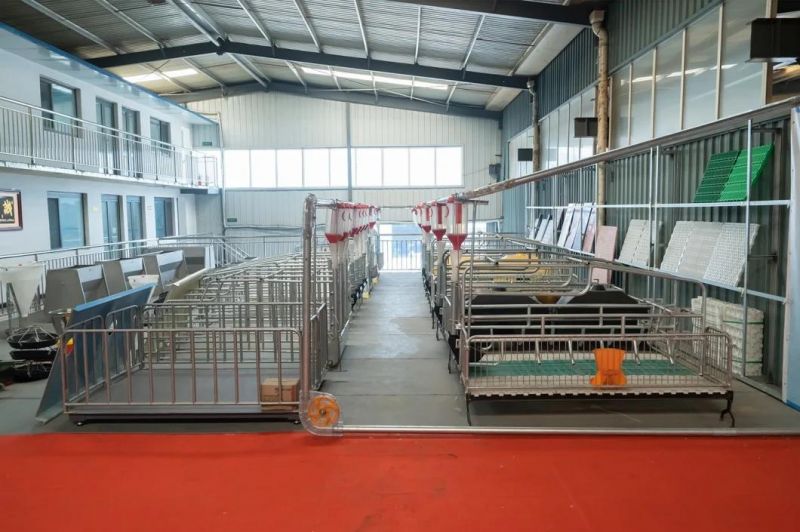 Pig Farm Equipment Galvanized Steel Pipe Pig Gestation Cages
