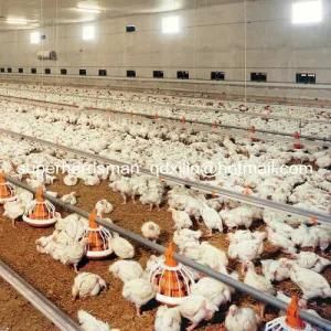Full Set Automatic Poultry Equipment for Broiler Production Farm