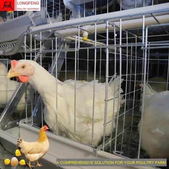 Good Service Longfeng Mature Design Poultry Farm Equipment