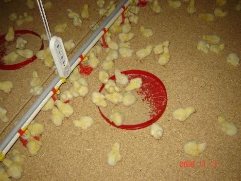 Chicken Breeder Feeding Plastic Pan for Poultry Farm House