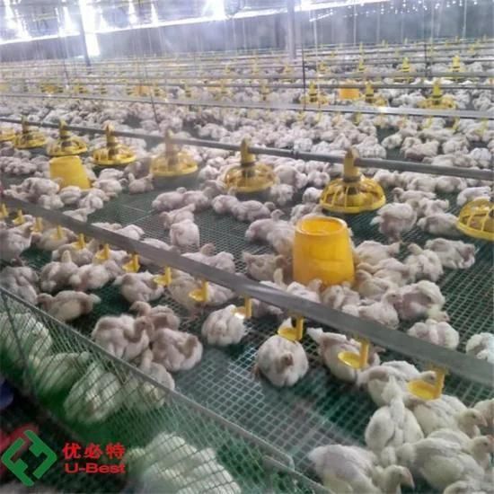 Cheap Automatic Poultry Equipment for Chicken Farm Broiler House