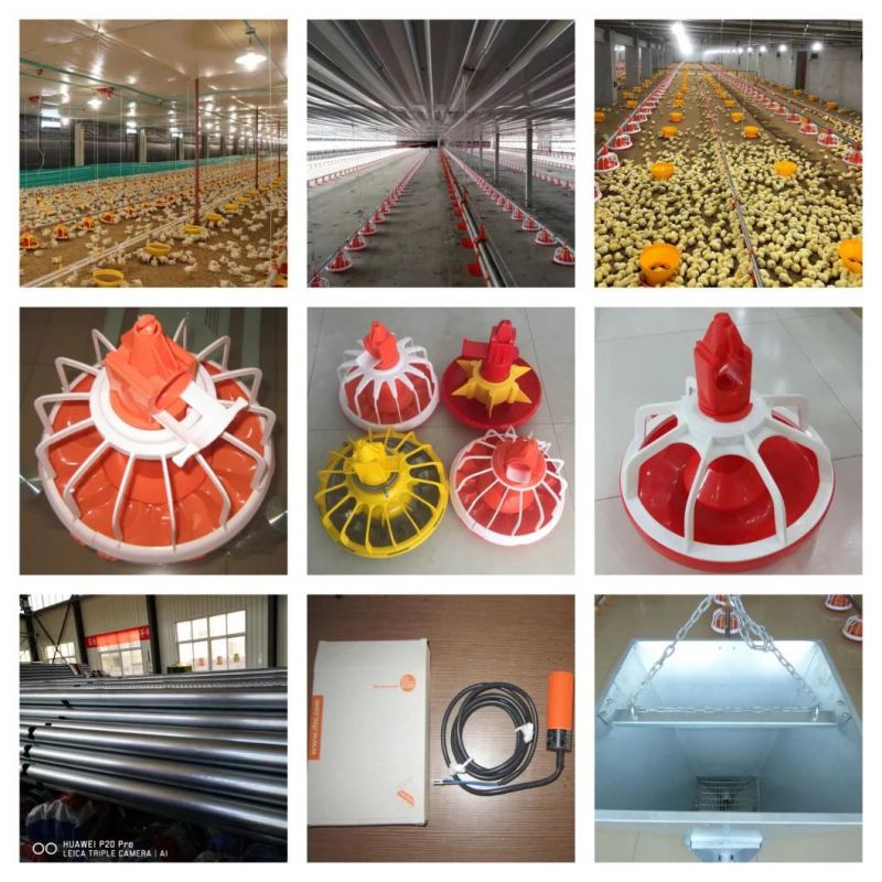 Modern and Advanced Automatic Poultry Equipment for Broiler Chickens