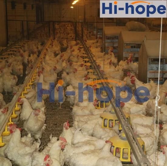 Poultry Breeder Farm Chain Feeding System with Feeder Pan