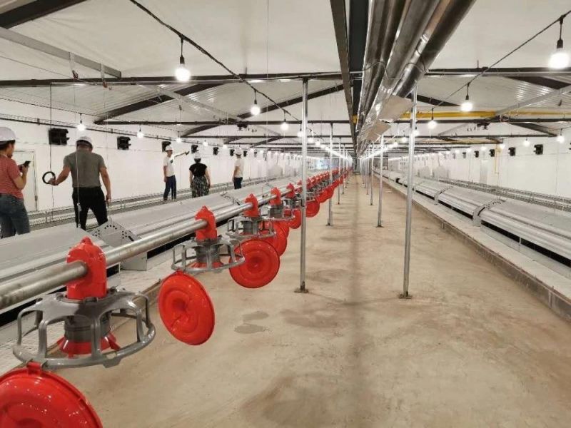Layer Chicken Farm Automatic Egg Laying Nest with Belt and Motor