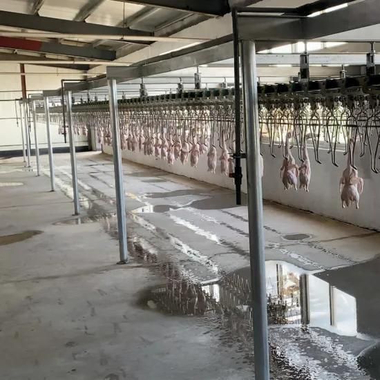 Chicken Line Poultry Plucker Slaughtering Defeathering Production Processing Killing for ...