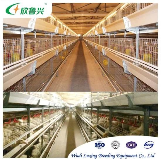 H Type Animal Cages Battery Poultry Farming Equipment Broiler Chicken Breeder Cage