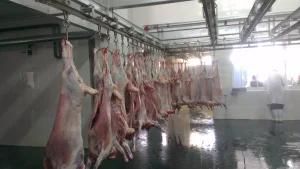 Lamb Slaughter Machine V Belt for Halal Automatic Sheep Slaughtering Line