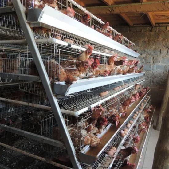 Stepped Chicken Cages Capacity 98 Chickens for Layer Hens Poultry Equipment