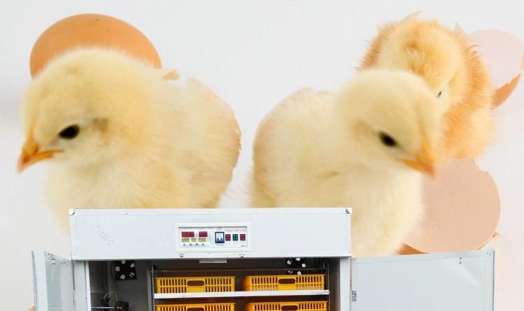 Farming 1000 Eggs Chicken Egg Incubator Automatic Setter Hatcher Machine
