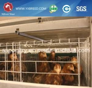 Cage for Battery Cage