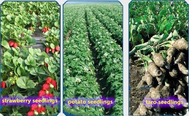 High Efficiency of Plant Seedlings Dibble Planter, Pepper Seedlings Planter
