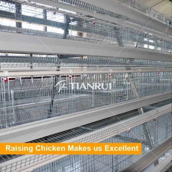 High quality automatic chicken cage system A type for sale