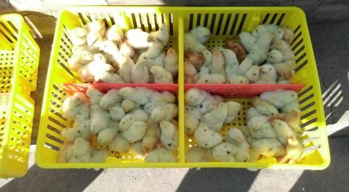 Plastic Chicken Crate/Box for Broiler/Chicken/Layer/Duck/Livestock Animals