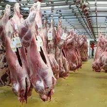 Full Set of Sheep Halal Slaughterhouse with Chiller
