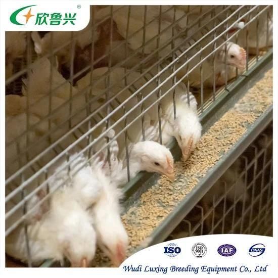 H Frame Poultry Feeding System Automatic Broiler Layer Cage for Chicken Raising