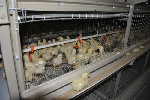 Asia Chen Design Sell Well Broiler Cage