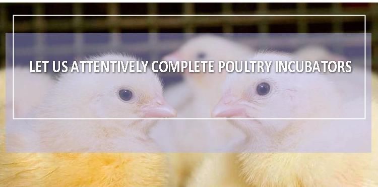 Poultry Farm Temperature Sensor Egg Incubator Chicken Guangzhou