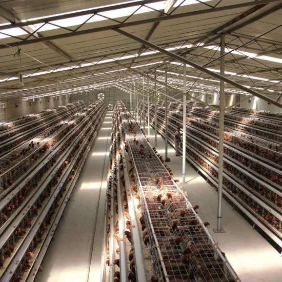 A Type Layer Chicken Cages