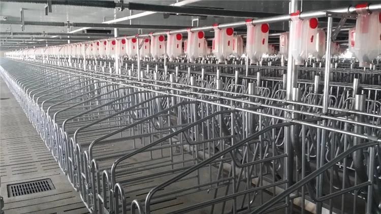 Wholesale Designed Pig Chain Auto Feeding System for Sale