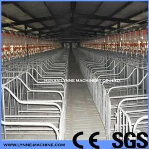 Automatic Poultry Pig/Sow/Piglet Feeding Line From China Manufacturer