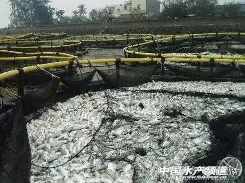 Aquaculture Deep Sea Farming HDPE Pipe Net Fish Cage