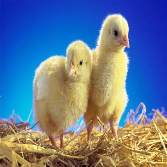 Technical High Quality Earth Quake Resistance Chicken House/Duck House/Poultry Equipment