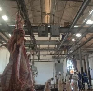 Cattle Slaughter Machine Brisket Saw for Opening Brisket Bone on Beef