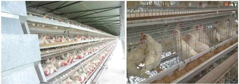 Best Price Battery Layer Chicken Cages with Automatic System