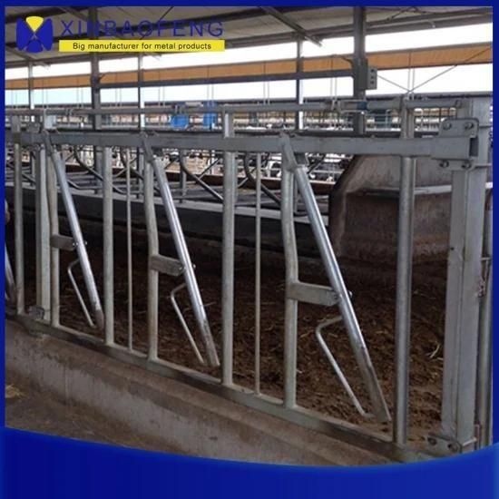 Cow Equipment / Hot-DIP Galvanized Steel Pipe Cow Head Lock Supplier
