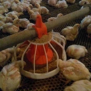 Good Price Ground Chicken and Turkey Breeding for Poultry