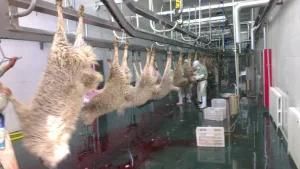 Halal Sheep Slaughter Line for Slaughterhouse Abattoir with Equipment
