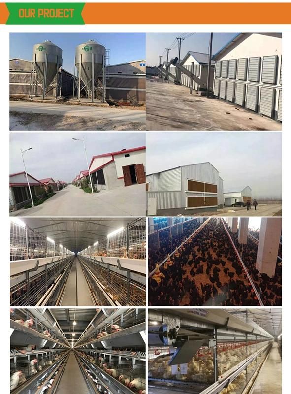 Manufacturer Poultry Farm Equipment Floor Feeding System with High Quality