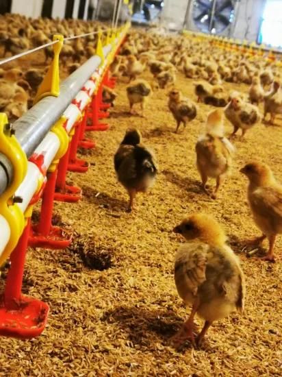 Automatic Wholesale Automatic Chicken Drinking Nipple for Livestock Farm