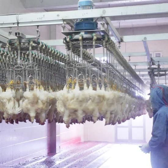 Overhead Conveyor System Chicken Slaughterhouse