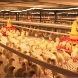 Automatic Farm Equipment in Poultry House with Steel Structure Shed