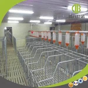 Wholesale High Efficiency Pig Chain Auto Feeding System