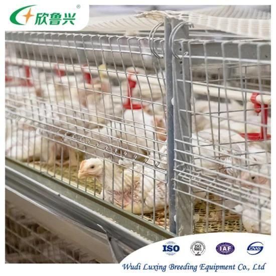 Laying Hen Farming Equipments Full Automatic H Type Chicken Battery Layer Poultry Cage