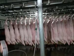 New Pig Slaughter Killing Line and Equipment
