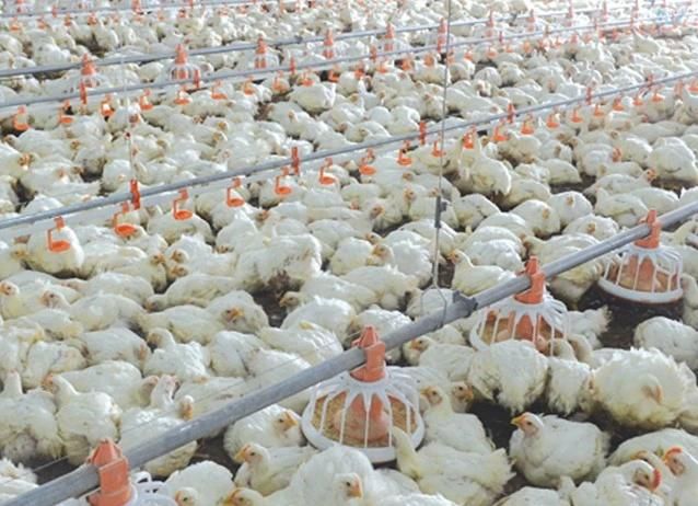 Automatic Meat Chicken Farming High Broiler Chicks Rate