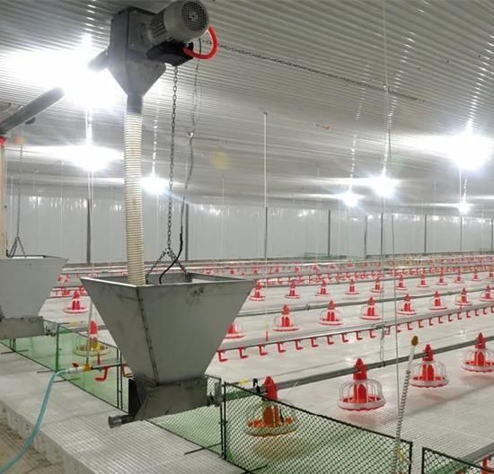 Modern and Advanced Automatic Poultry Equipment for Broiler/Breeder/Layer Chicken