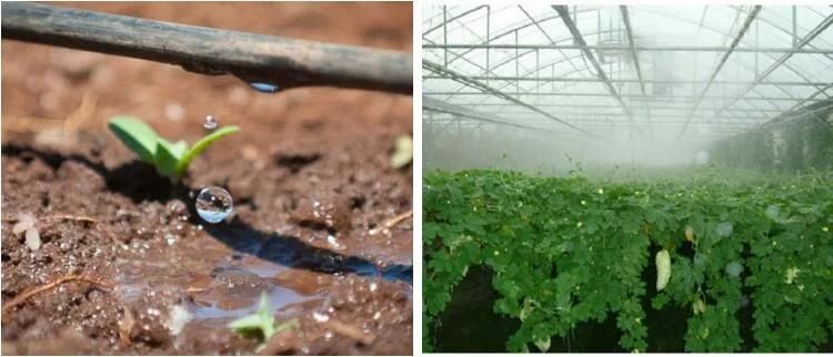 Effective Drip Irrigation System for Greenhouse