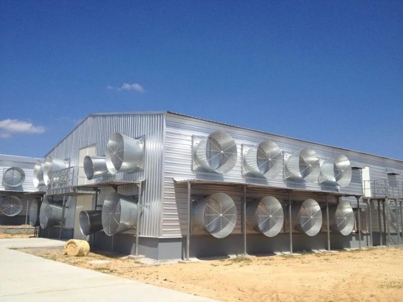 Algeria Steel Structure Chicken House/ The New Design and Low Cost and Fast Installe