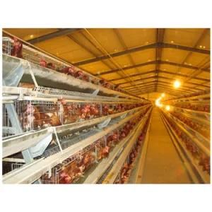 Poultry Farm Automatic Chicken Layer Cage Poultry Husbandry Equipment